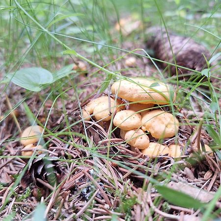 Naturpark Bauernhof Sperl Mariahof ภายนอก รูปภาพ